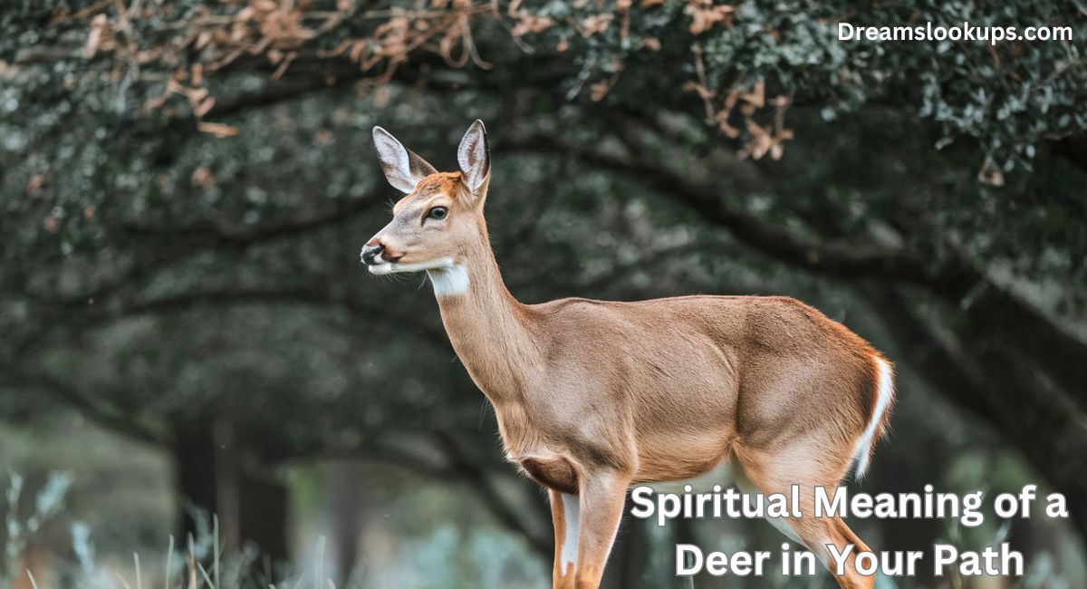 Spiritual Meaning of a Deer in Your Path