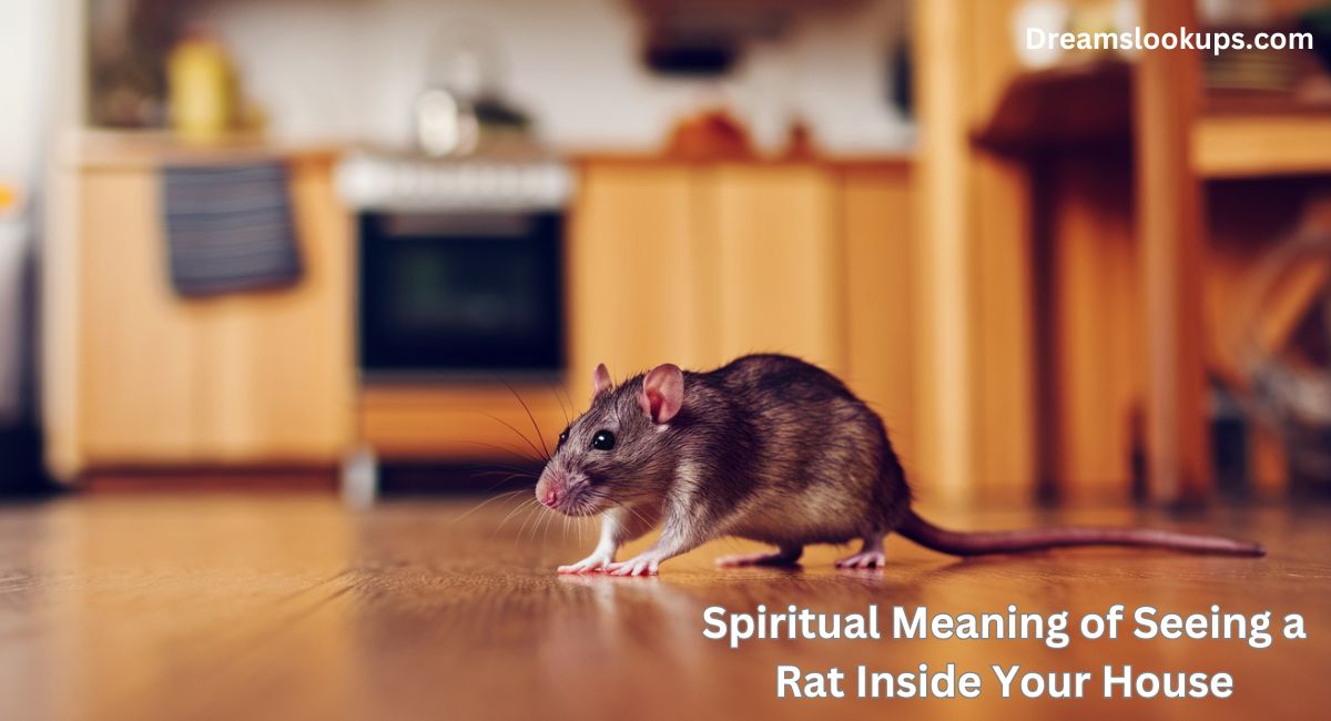 Spiritual Meaning of Seeing a Rat Inside Your House