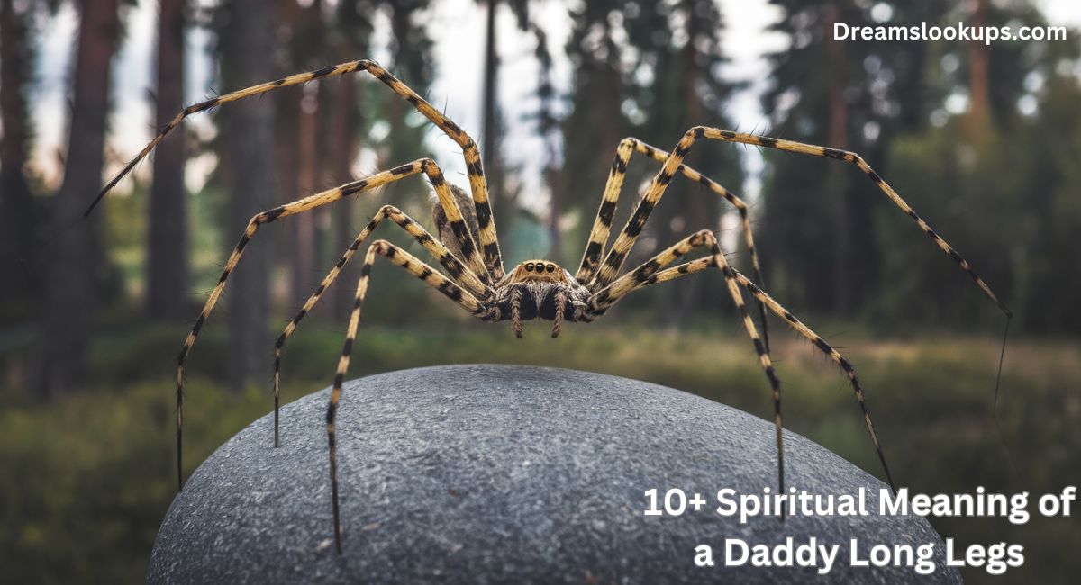 Spiritual Meaning of a Daddy Long Legs