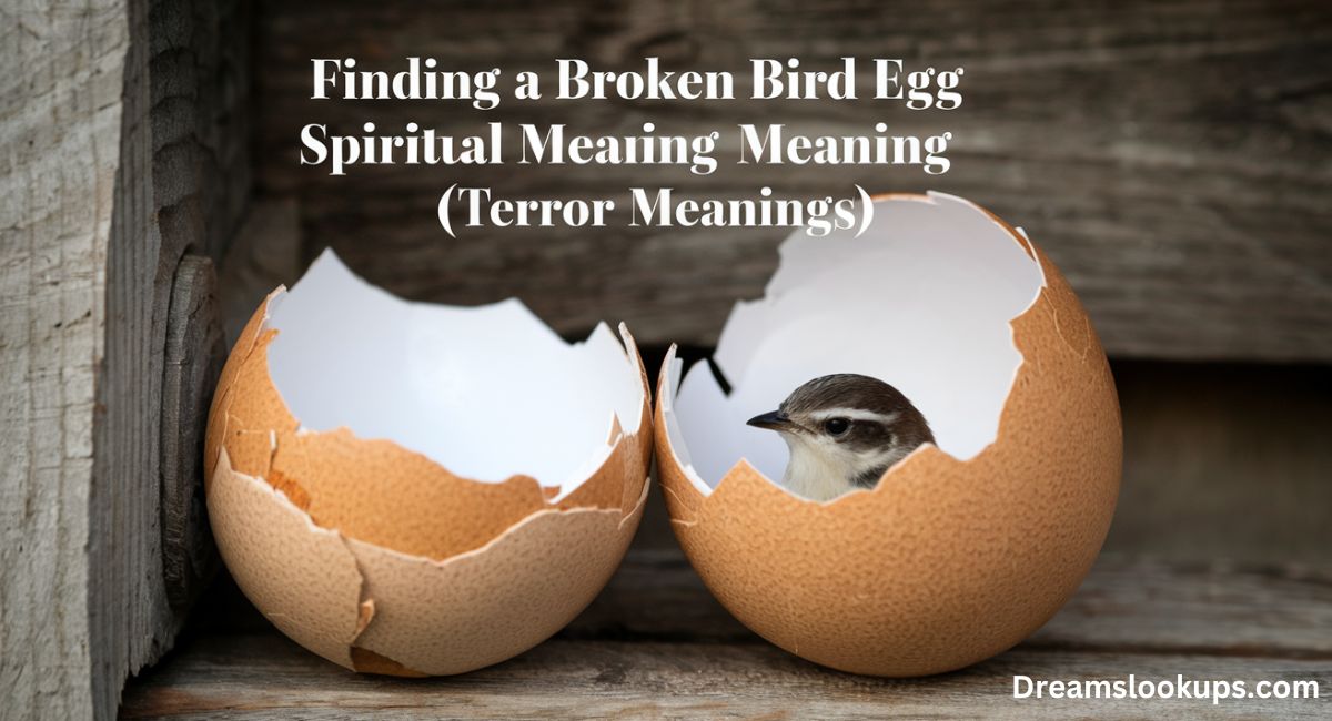 Finding a Broken Bird Egg Spiritual Meaning [Terror Meanings]