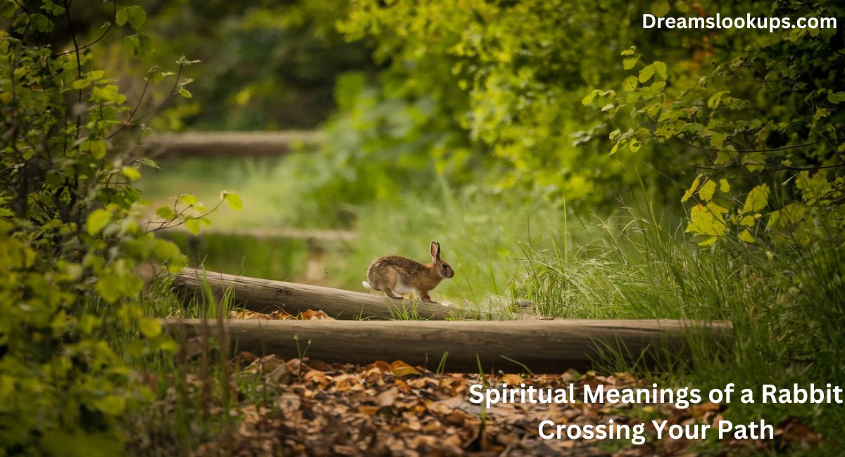 12+ Spiritual Meanings of a Rabbit Crossing Your Path