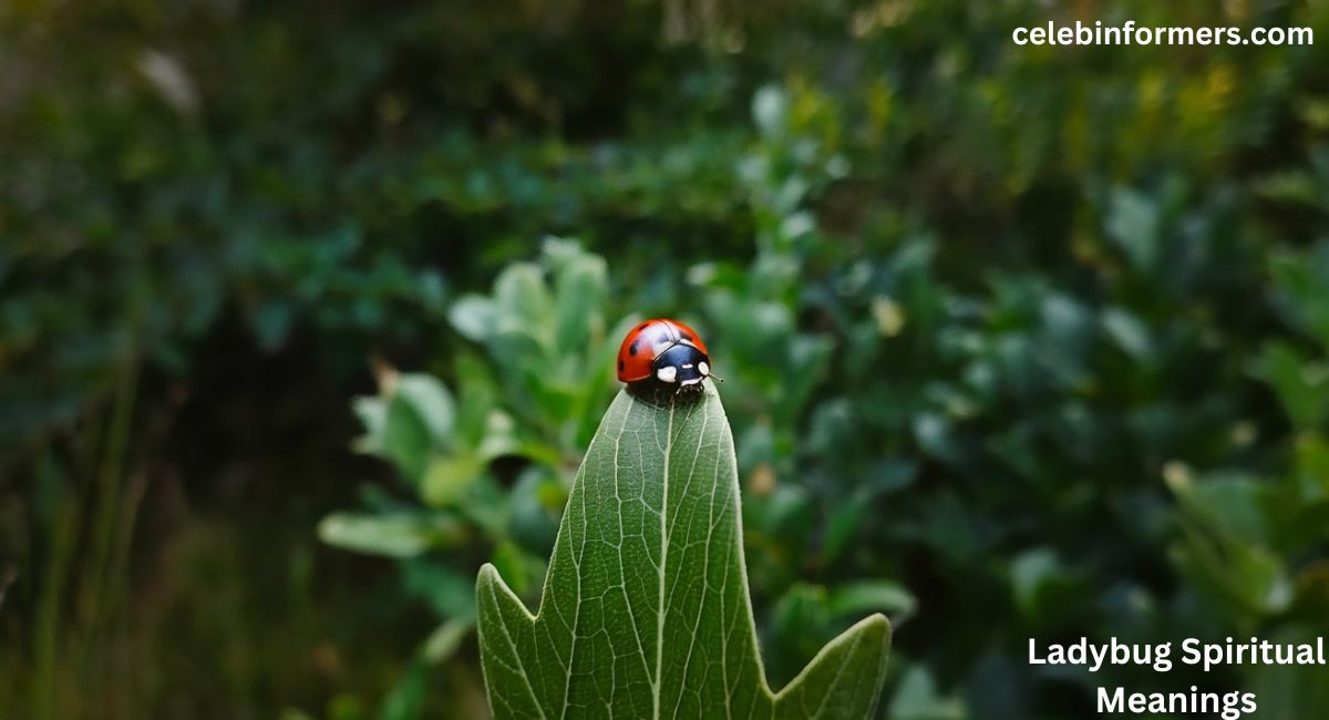 10+ Ladybug Spiritual Meanings