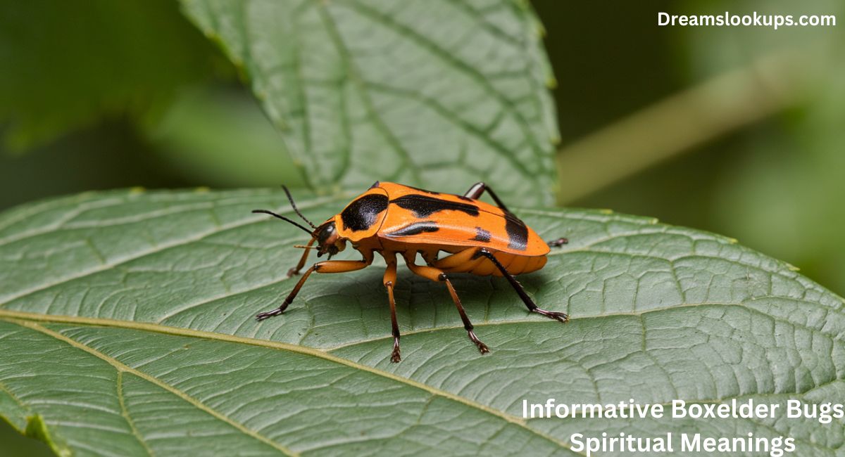 10+ Informative Boxelder Bugs Spiritual Meanings