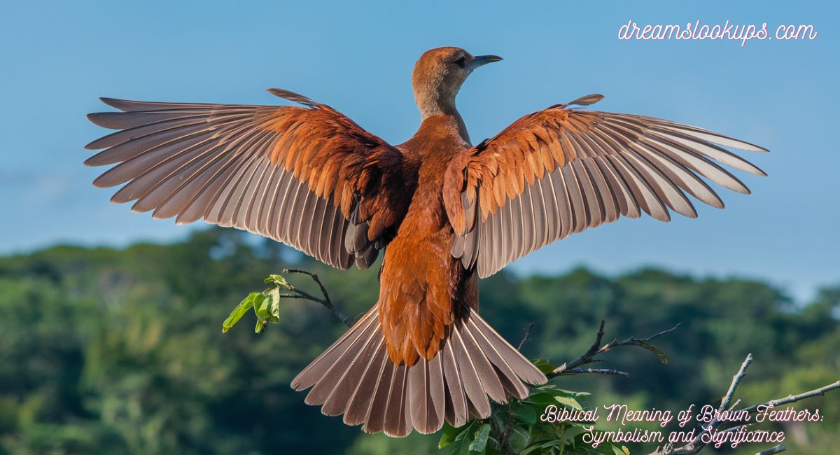 Biblical Meaning of Brown Feathers: Symbolism and Significance